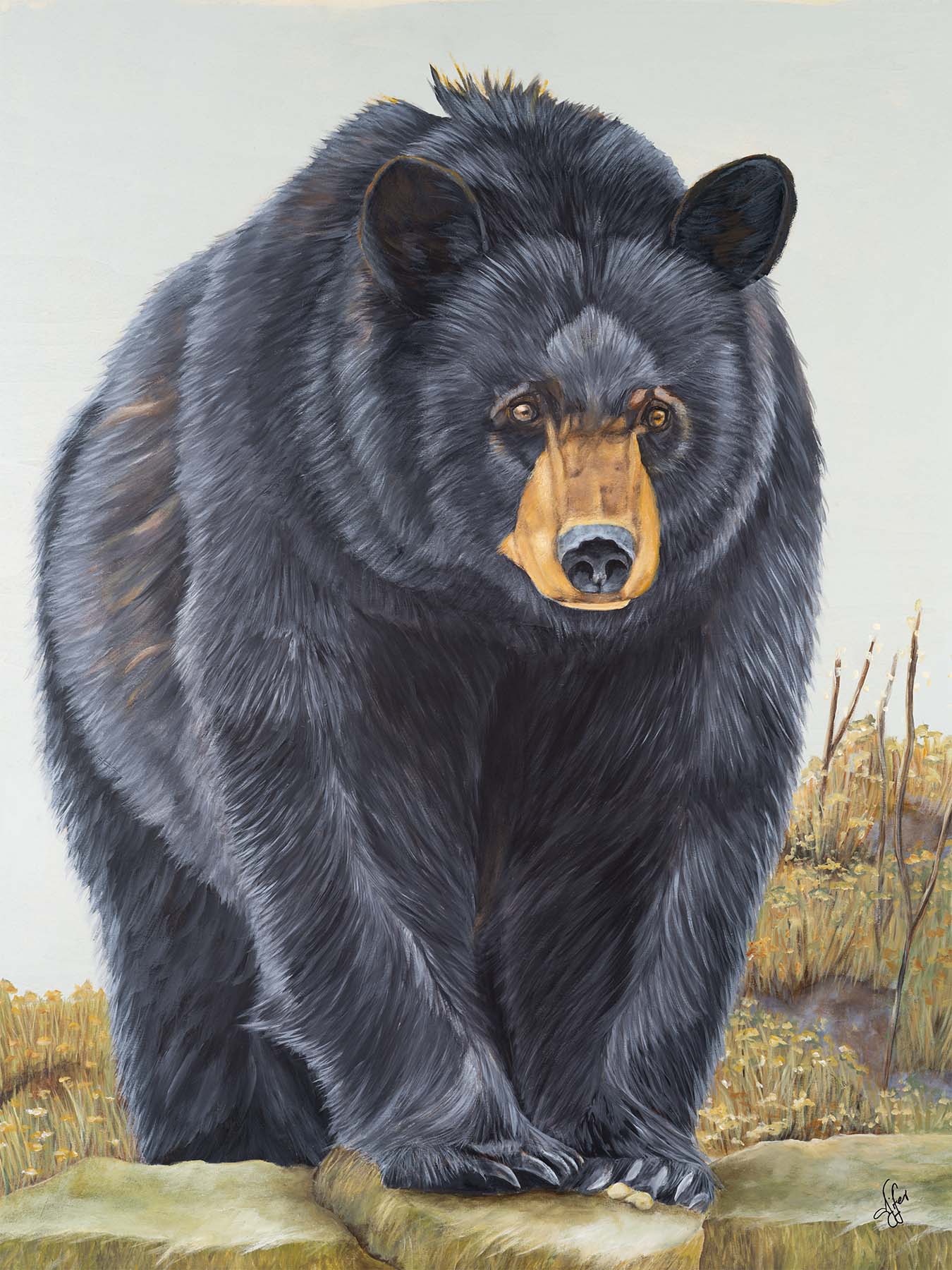 Bear