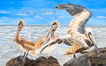 Pelicans